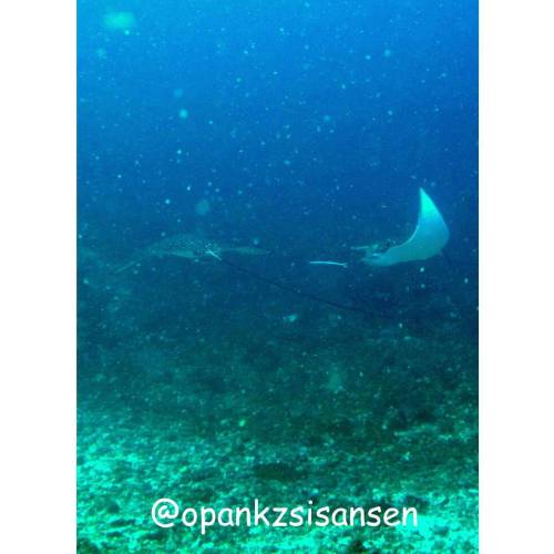 Dancing eagle rays #mantapoint #labuanbajo #cndive #komodo #flores #ntt #indonesia #scubadive #divin