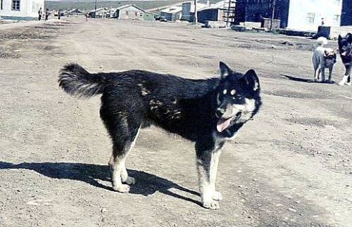 “The typical coastal Huskies of the aboriginal Chukotka” or Chukchi people, and “V