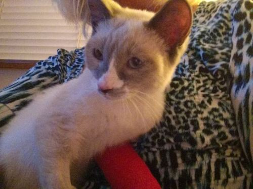mostlycatsmostly:  SIGNAL BOOST for Khori - Please help or reblog.We received bad news for our newest rescue Khori. When we rescued him from the shelter, this sweet four month old male Snowshoe had a splint on his front leg due to two broken toes.Upon