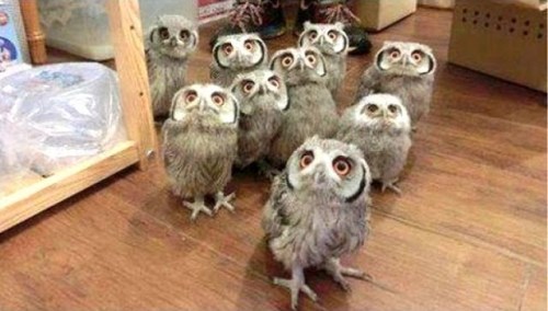 meganwhalenturner:delgrosso: YES HELLO WE HEARD IT WAS SUPERB OWL SUNDAY SO WE HAVE COME TO HAVE NAC