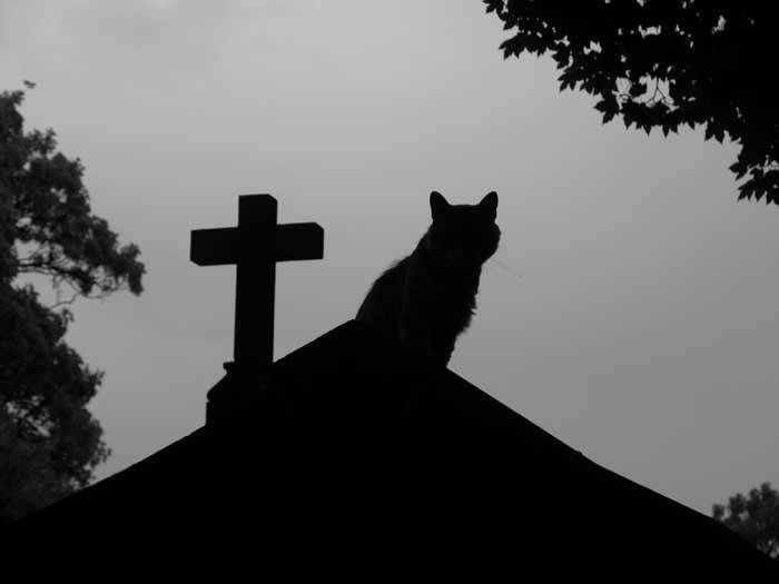 Cemetery Cat