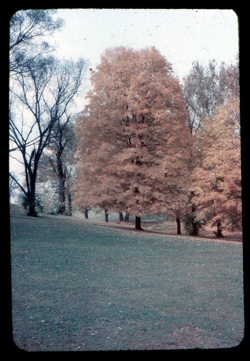 lostslideshows:“Leaves are Changing” - 1960s