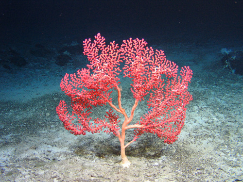 thelovelyseas:Paragorgia octocoral by Global Ocean CommissionVia Flickr:The variety of life found