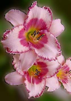 flowersgardenlove:  Daylily ‘Strawberry Beautiful gorgeous pretty flowers