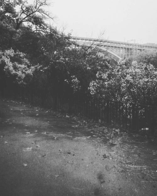 #blackandwhite #rainydays #rain #inwoodhillpark #dogwalking #dog #dawg #shiba #shibainu #pup #k9 #fo