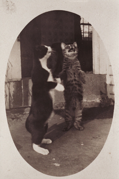 providencepubliclibrary: “Two legs! Cats can.” c. 1905-1915. Courtesy Schlesinger L