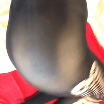 babyablaze:  I got new tights! I LOVE them. 💋