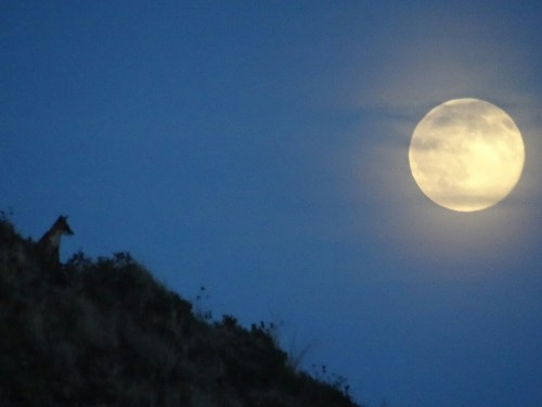 itimeditperfectly: I was trying to take pictures of the moon when I realized that there’s a li