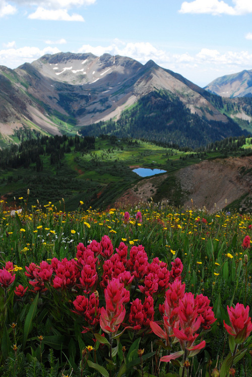 wonderousearth:  La Plata Mountains Wildflowers | Jay Irwin 