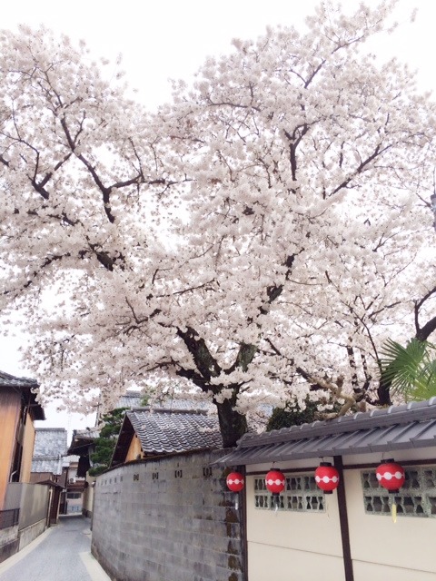 geisha-kai: Maiko Umechie under early cherry blossoms in the Kamishichiken district (SOURCE)