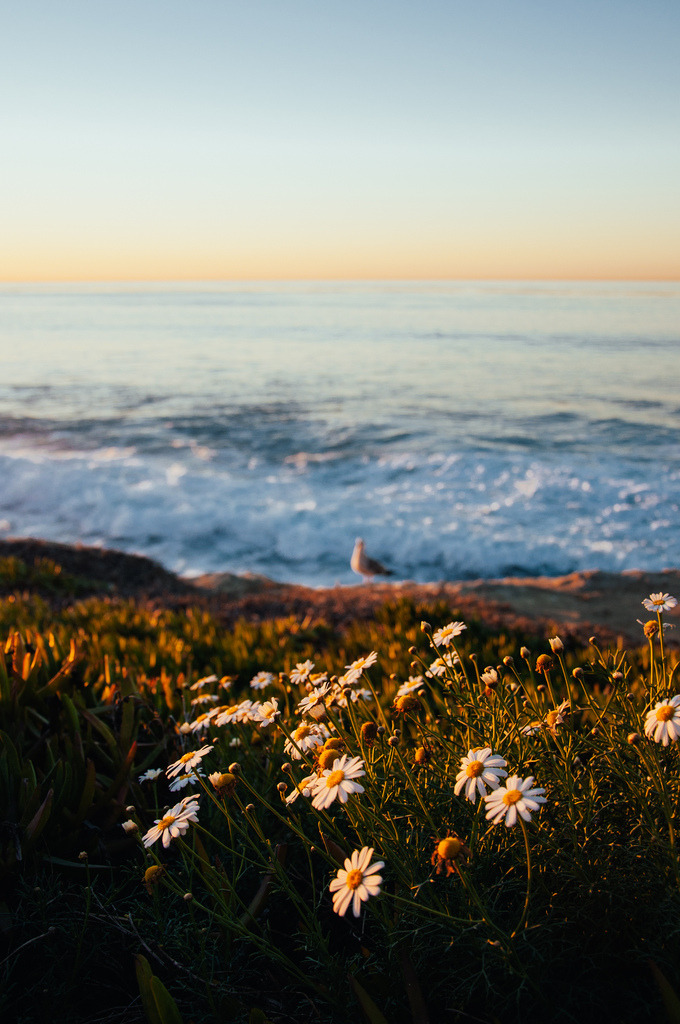 brutalgeneration:  Daisy (by Wang Sanjin) 