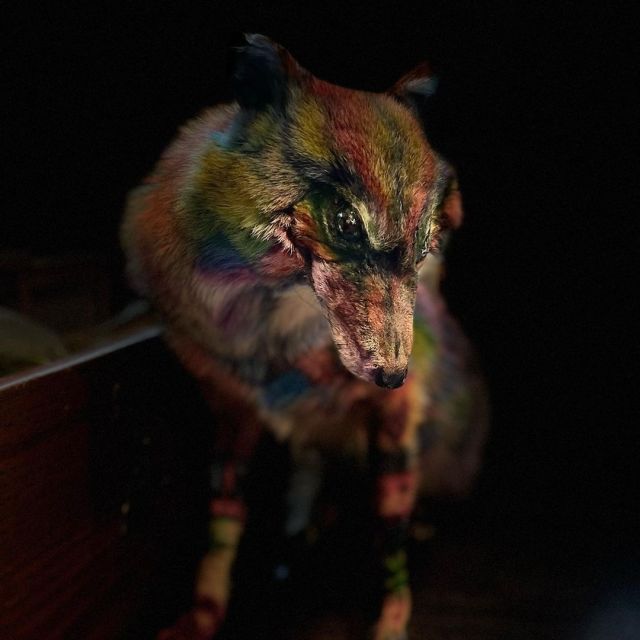 Custom coyote spirit for a lovely person I adore!  #coyote #dog #wolf #spirit #chaos #coyotespirit  #animal #etsy #etsysale #sale #art #taxidermy #taxidermyforsale #vultureculture #weird #funny #cute #softmount #mount #odditiesandcuriosities #oddities #curiosities #nature #bone #antler #bizarre #wolpertinger #cryptozoology #handmade  https://www.instagram.com/p/Cc1FvpfvcEA/?igshid=NGJjMDIxMWI= #coyote#dog#wolf#spirit#chaos#coyotespirit#animal#etsy#etsysale#sale#art#taxidermy#taxidermyforsale#vultureculture#weird#funny#cute#softmount#mount#odditiesandcuriosities#oddities#curiosities#nature#bone#antler#bizarre#wolpertinger#cryptozoology#handmade