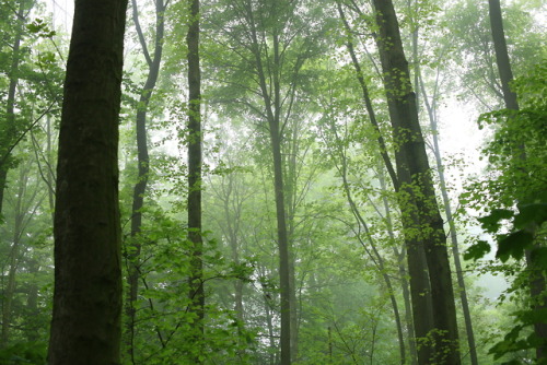 A foggy day at the local forest by 90377Instagram | Etsy Shop