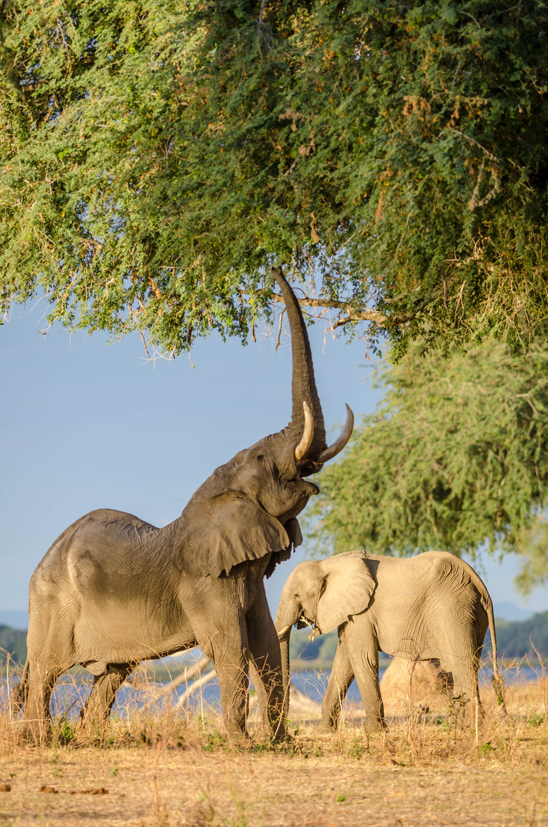 this-is-wild:  (via 500px / Big Vic by Craig Brady)