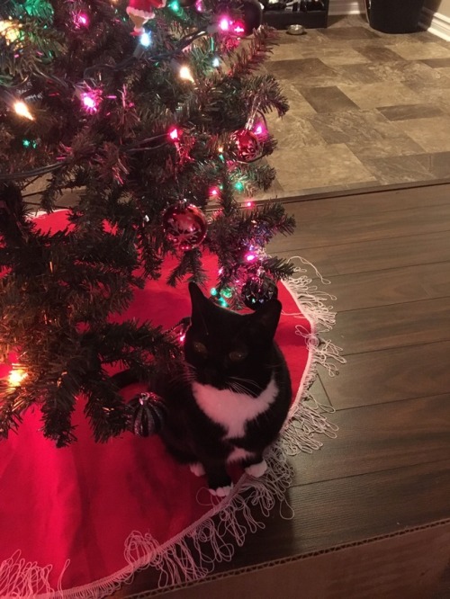 notsobeautifulpeople: Christmas kitties