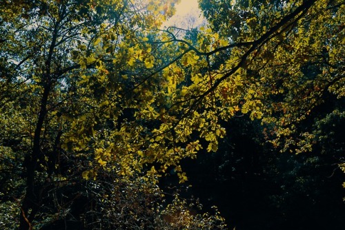 Come through.Sund through leaves, Baltic Sea.