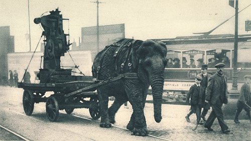 An elephant pulls equipment in Sheffield, England during the first World War. Because horses were in