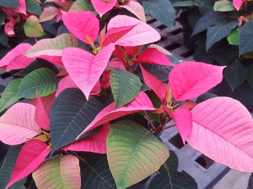I Feel Like Talking About Poinsettia Varieties This Fine Evening So That's What I'm Going To Do