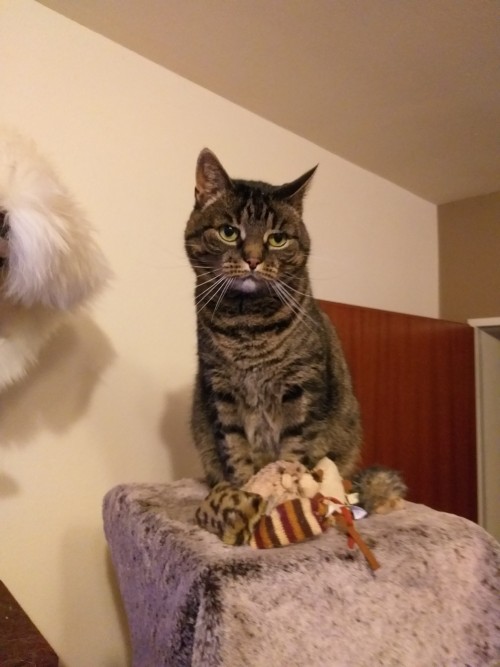 Say Hi To Lili (Lilith), The Embodiment Of Unimpressed.