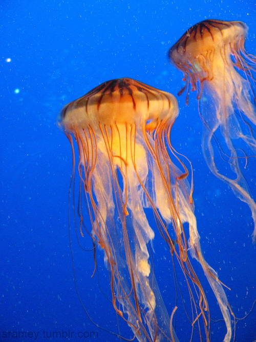 Lion’s mane jellyfish (Cyanea capillata) is the largest known jellyfish species, and one of th