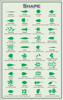 speculative-evolution:  thegreenwolf:  Source; please do not remove.  A good chart for helping identify plants. 