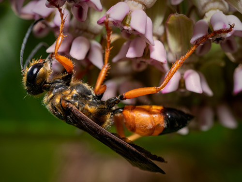 insects2020