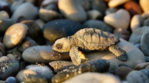 matj23: Small Turtle. on We Heart It. Sea turtle