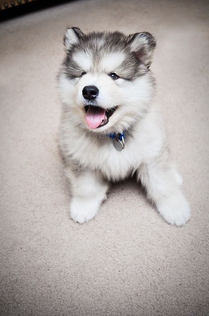 awwww-cute:  Cute Little Husky porn pictures