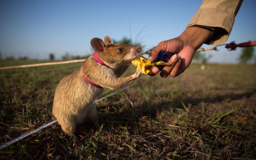 “A rat that has been trained to detect mines is given a piece of banana as a reward after successfully identifying a mine in Siem Reap, Cambodia
”
Picture: Taylor Weidman/Getty Images (via Animal pictures of the week: 3 July 2015 - Telegraph)