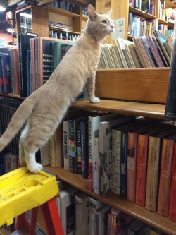 versaceslut: this bookstore has like four cats and they let them roam around the store it’s so cute. they’re all named after greek gods and i think this ones name is apollo 