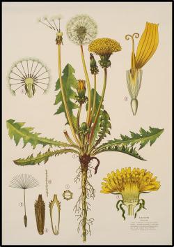 scientificillustration: Taraxacum officinale - the dandelion - Haslinger Botanische Wandtafeln  