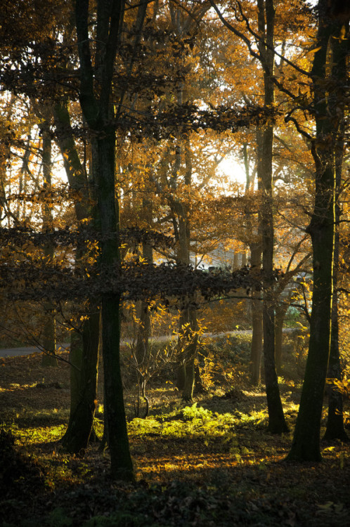 morg-ana:  cerberus1956:  Fin de l’automne by Anthonyfroidevaux1   ☾ ⁎ ˚ * ☀ Mystique ✵ ⁎ * ❊ ☽ 