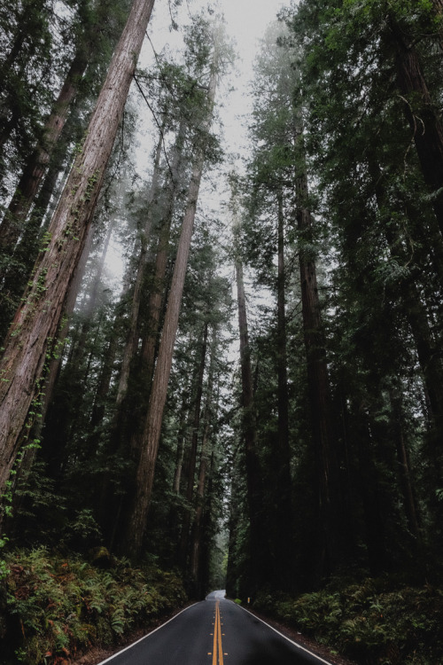 jasonhavenphoto: Jason Haven - Redwood National Forest, California
