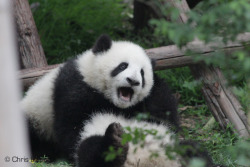 giantpandaphotos:  © Chris Evans. 