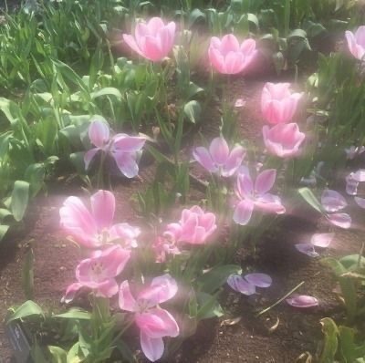  ✿ ˚ㅤi Love Flowers So Much Guys ✿ ˚ㅤ