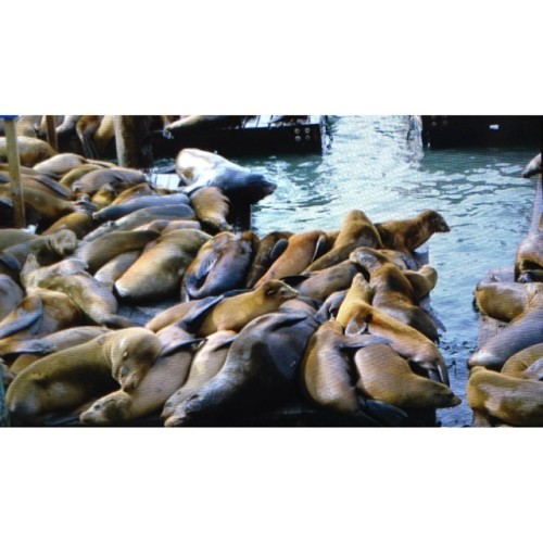 Just some friends hanging out &amp; basking in the sun☀️#sf #sanfrancisco #pier39 #latergram (at pie