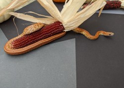 omg-snakes:Meteorite and his Emotional Support Corn
