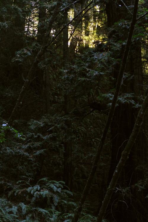 In the Shadow of the Forest
