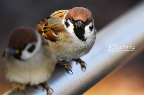 tokyo-sparrows:ちょっとお寝坊さんじゃない？. （スズメちゃんと #妄想日常会話）. . いつもいっしょに. #スズメ写真集 『あした、どこかで。』. 詳しくは→ http:/