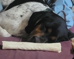 scoutingthetrooper:everyone look at my dog and his crooked bone nose 