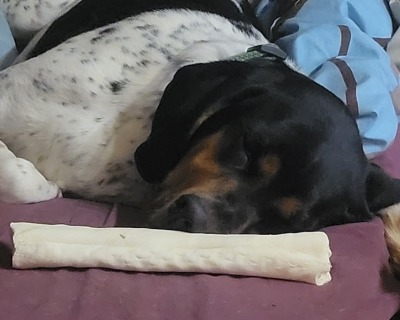 scoutingthetrooper:everyone look at my dog and his crooked bone nose 