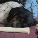 scoutingthetrooper:everyone look at my dog and his crooked bone nose 