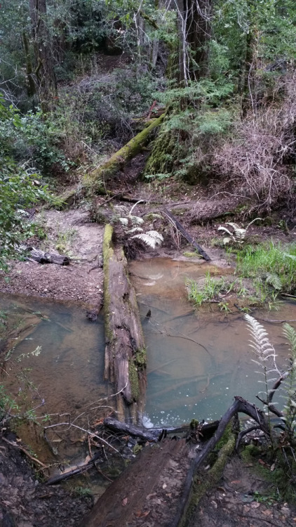 varethane:  So I went to the most beautiful place I’ve ever seen last Wednesday: Big Basin Redwoods State Park