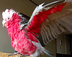 flockdynamics:tootricky:Mei the galah really enjoys the hair drier (source)Omg that last gif tho