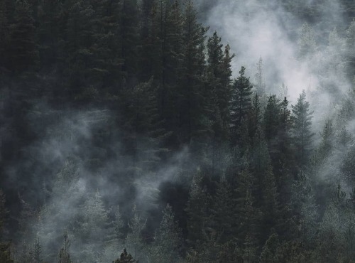 turnnoffyourmind: Morning Mists ♥National Park Laguna del Laja, Antuco, Chile.