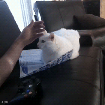 doggykittyeverywhere:  Mimi pets gifs 
