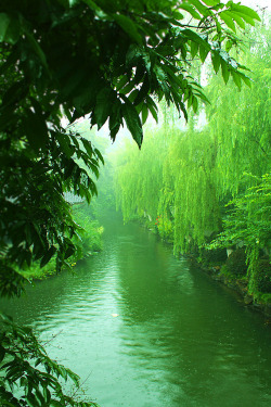 bluepueblo:  Willow River, Kyoto, Japan photo