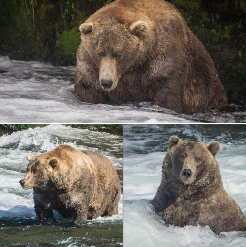 i-am-jayde: triplehamburgerjack:  rosepetalbath:  I’m proud of him  He is just fucking great.  Fat pets who are obviously unhealthy:  Bad Wild animals who are fat because of humans:  Bad Wild animals who are supposed to be fat:  Good Wild animals