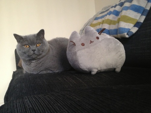 vneilv: When Baby met Pusheen.