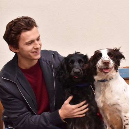 tomhollandnet:battersea: Thanks @TomHolland2013 for popping by our London centre. Our dogs had a gre